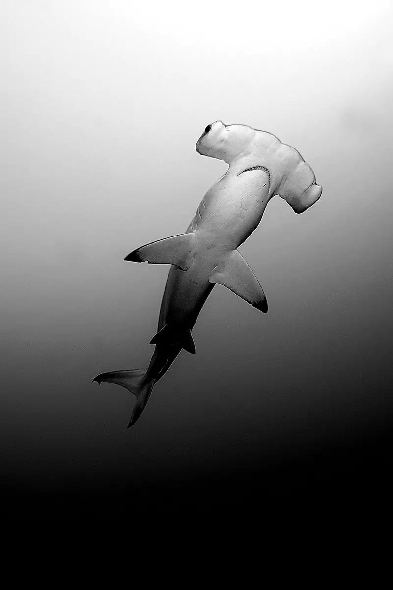 big hammerhead shark ocean photography black and white