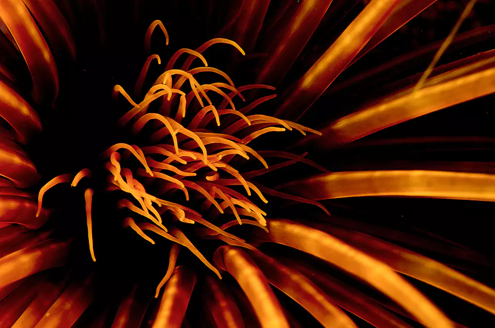 burning underwater photography of the ocean