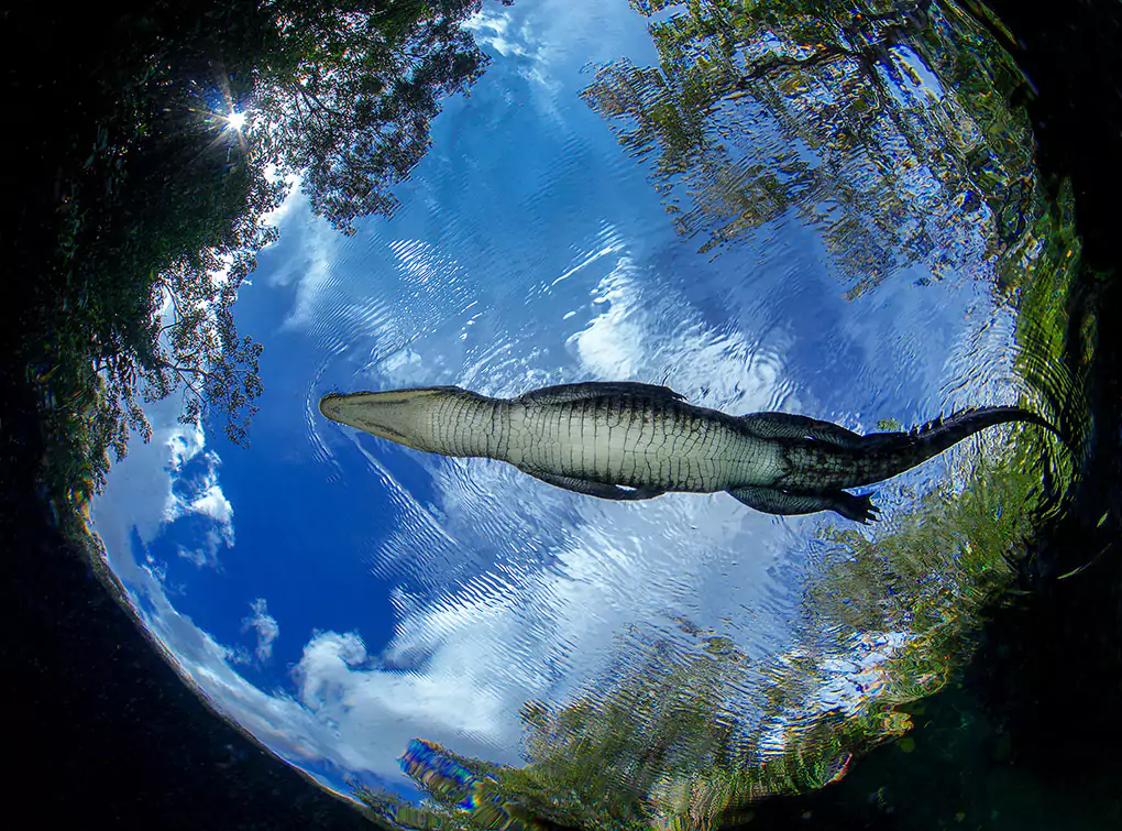 croc world living room wall art prints croc-world-living-room-wall-art-prints