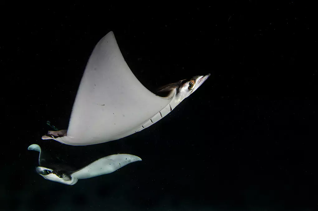 dancing-on-the-dark Manta Ray Photos