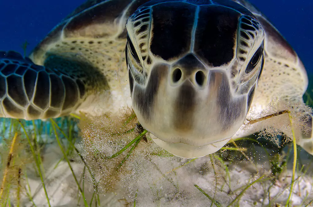 dive-budy-sea-turtle-imagen-for-wall-art-prints