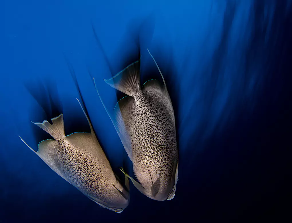 down-romance-a-couple-of-fishes-swiming-together-wall-art-print
