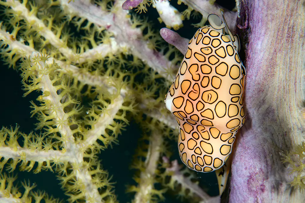 flamingo-tongue-wall-art-prints-for-living-room