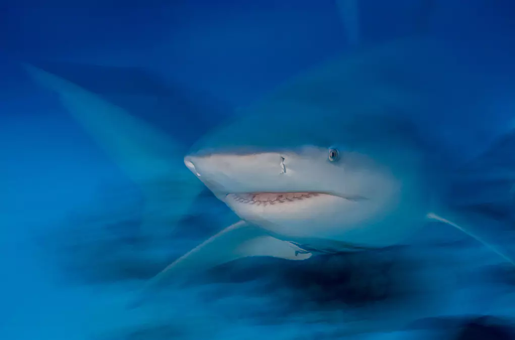 ghost-shark-print-for-wall-art-decoration