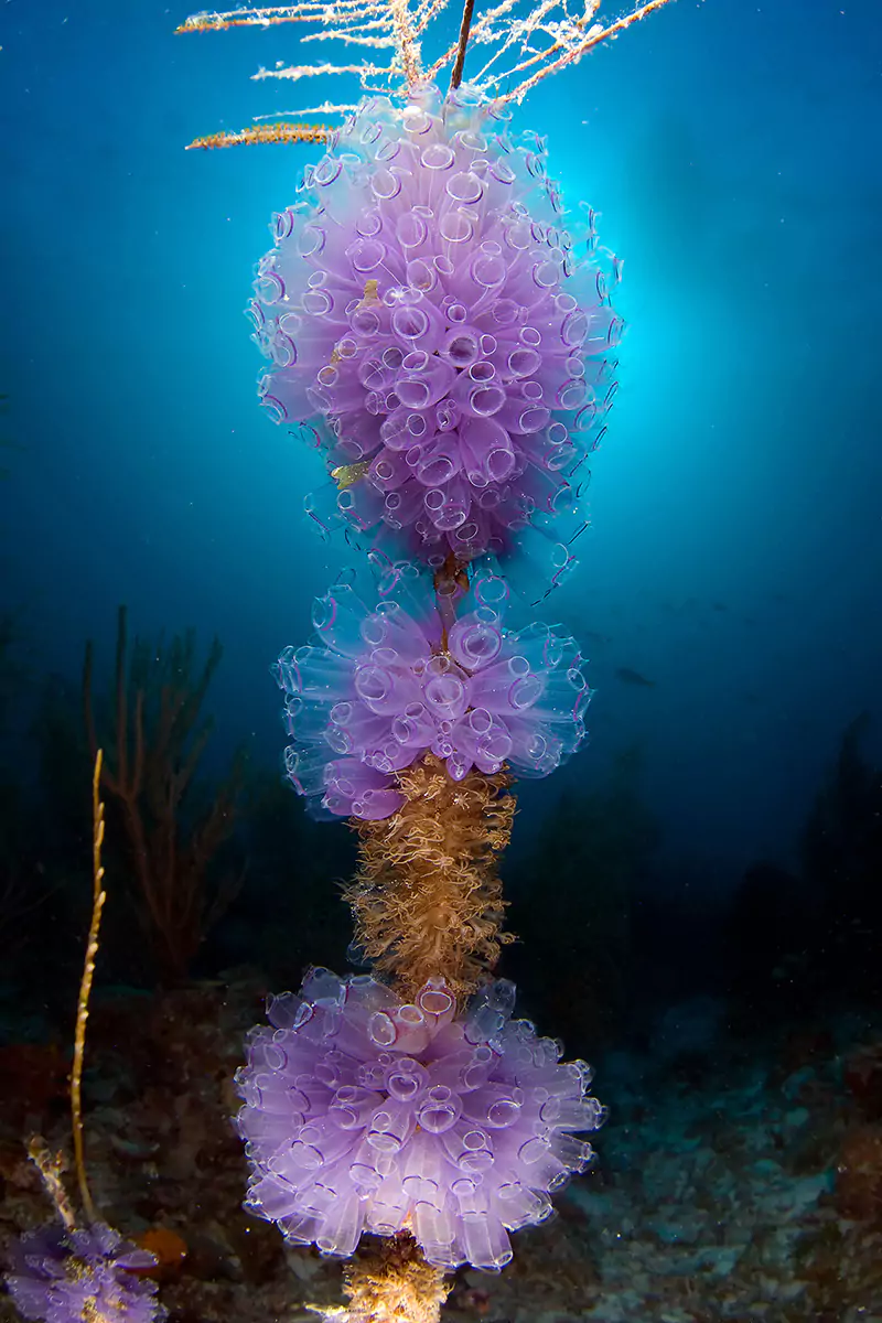 golfo ocean photography prints