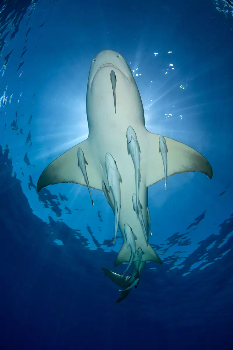 shark lemon airforce cute shark photos