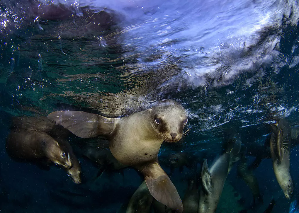sea dogs print the seas
