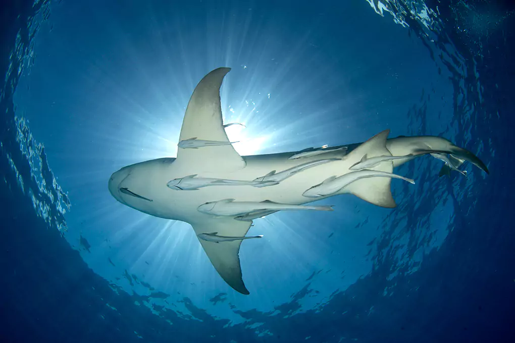 shark lemon airforce cute shark photos