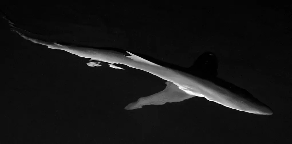 soft silhouette tiger shark photos
