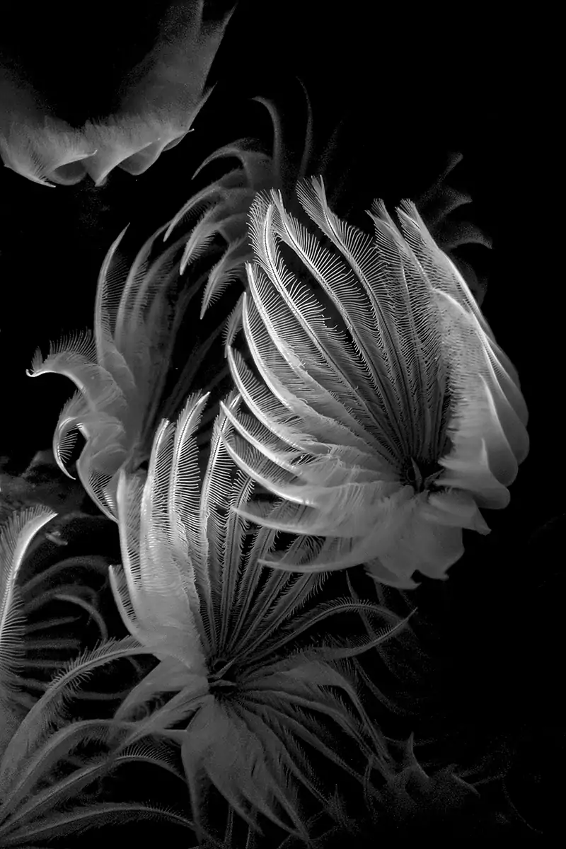 underwater wind black and white ocean photography
