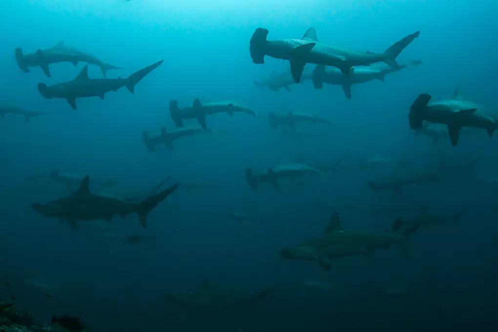 wall-art-print-school-of-hope hammer head shark photos