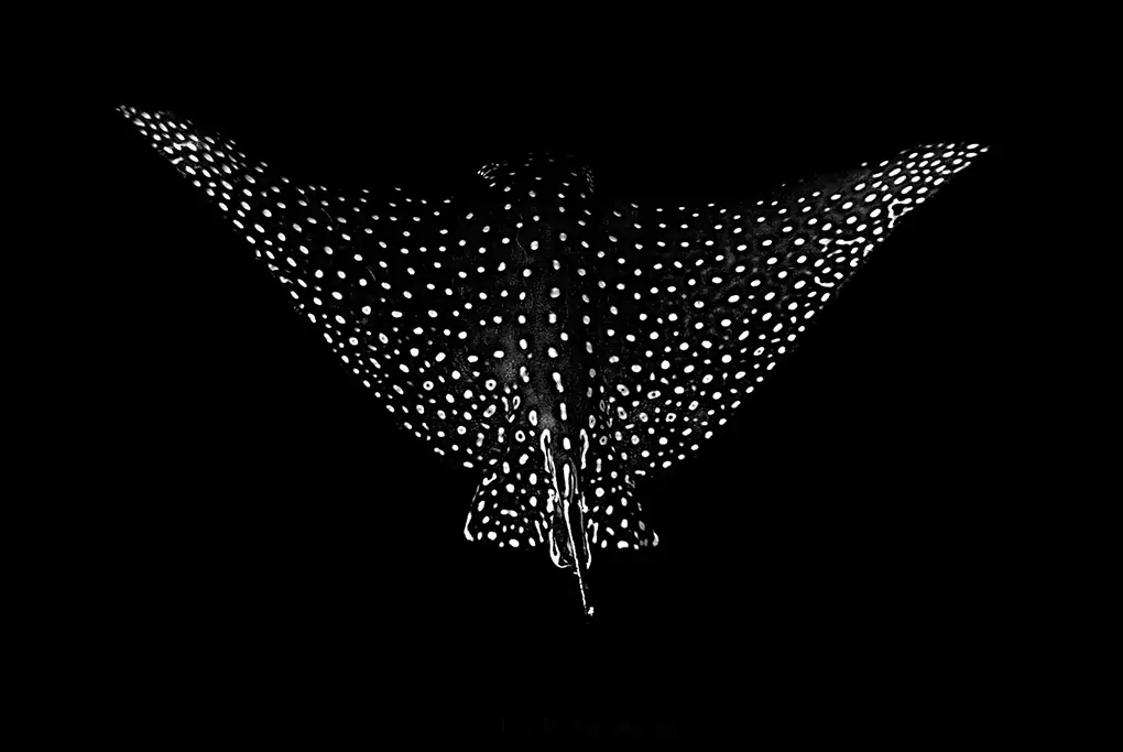 White spots art print for decoration